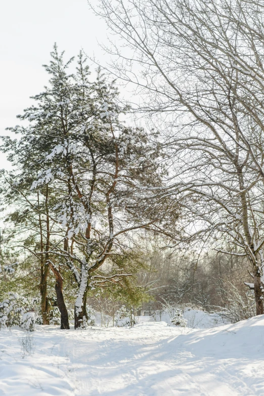 snow covered trees with one standing on a path