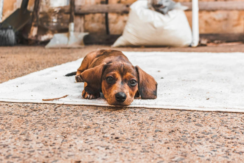 the dog is laying down on the tile