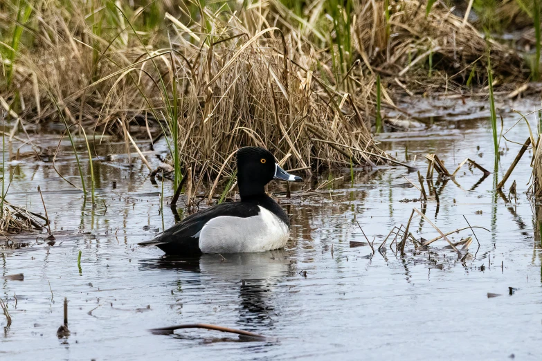 black and white duck swimming through a marshy waterway