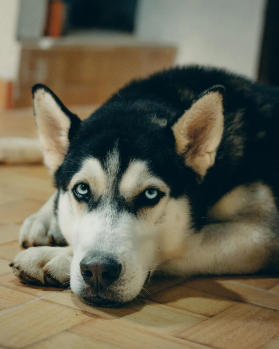 a husky dog laying on a wooden floor with blue eyes