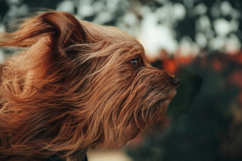 a brown dog stares intently into the distance