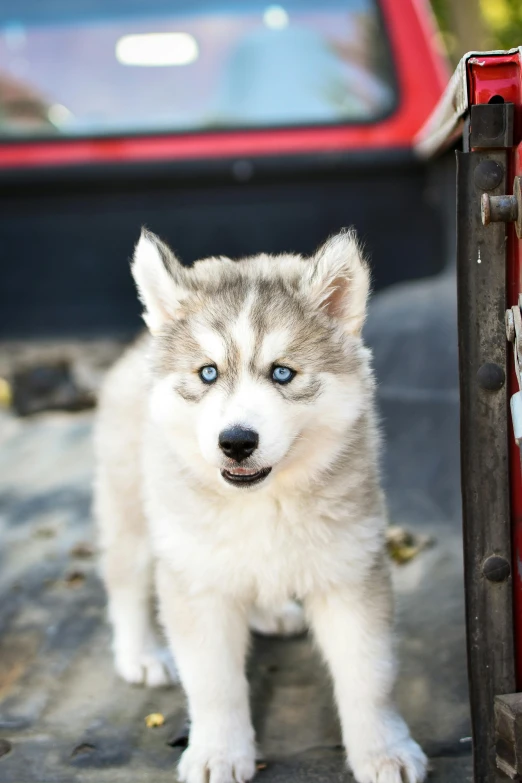 a cute white and gray puppy standing next to a truck