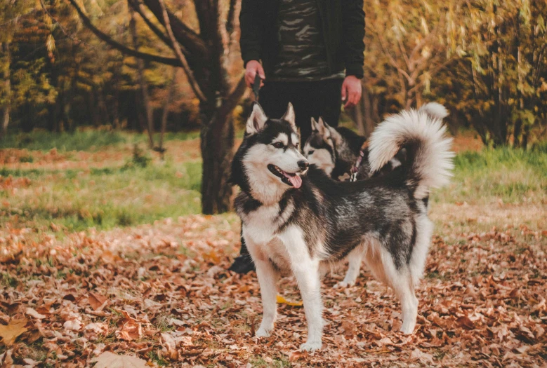 the husky is being shown standing in front of a person