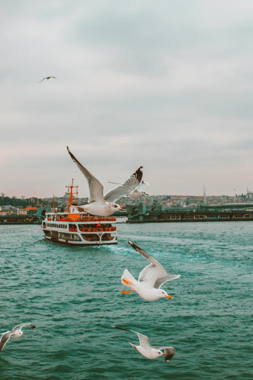 seagulls and seagulls swimming around a boat