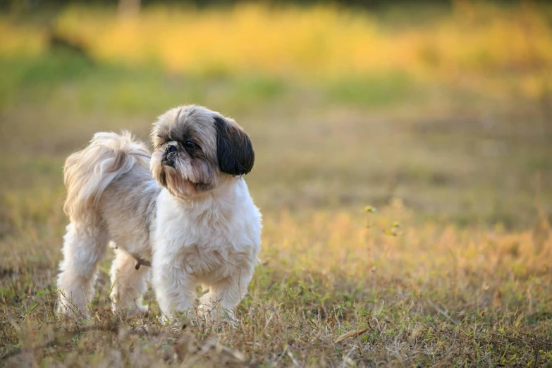 a small white and brown dog standing on top of a grass covered field