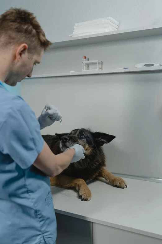 a vet putting his arm on a dog