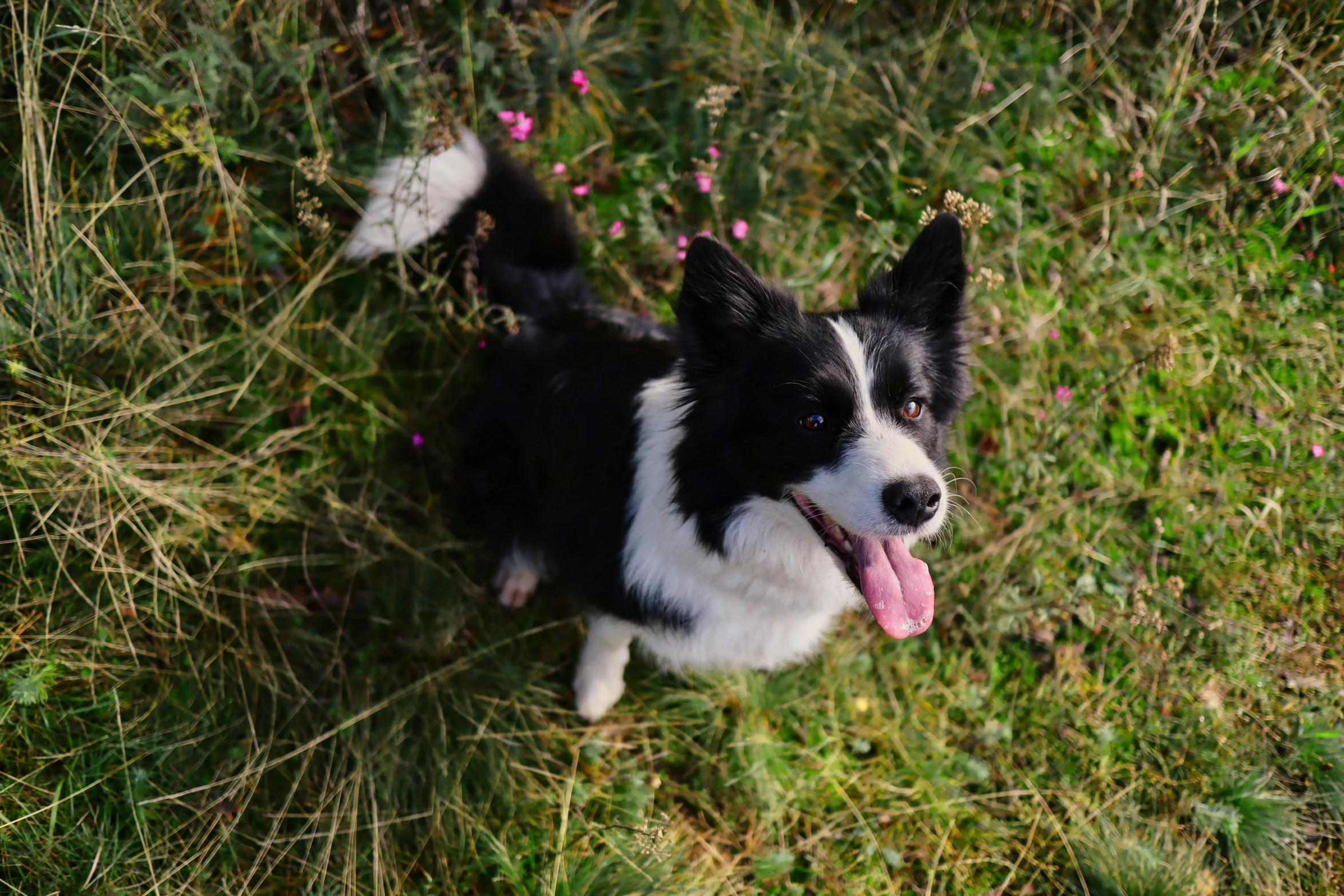 a black and white dog in the grass