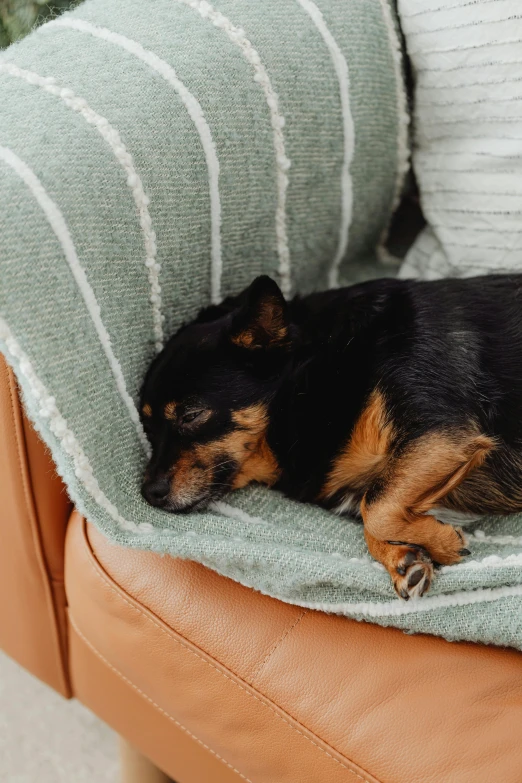 dog laying on a couch in the middle of the day