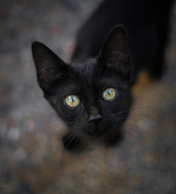 a black cat with large green eyes on a carpet