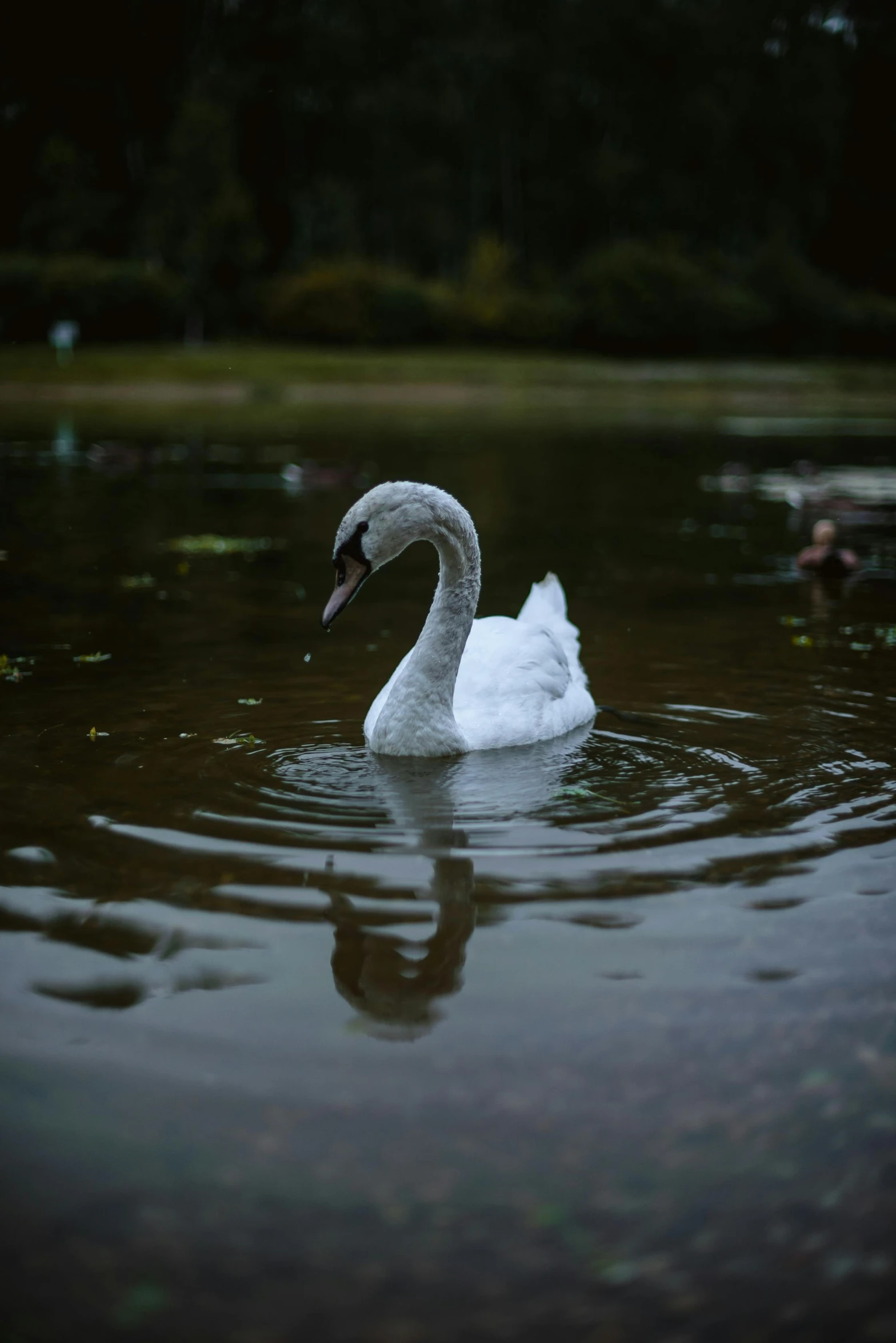 two geese floating down the river near each other