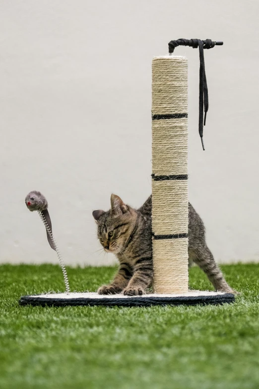 a cat sitting on top of a scratching post next to a snake