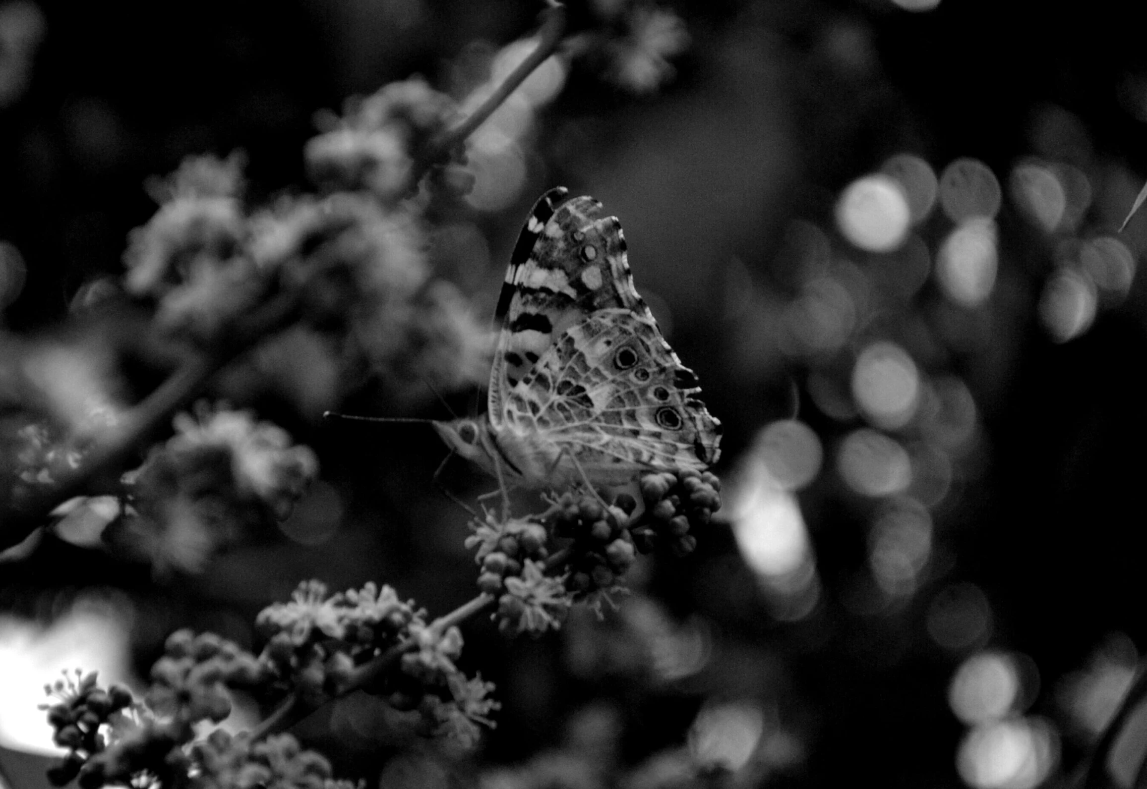 a erfly sitting on a plant in black and white