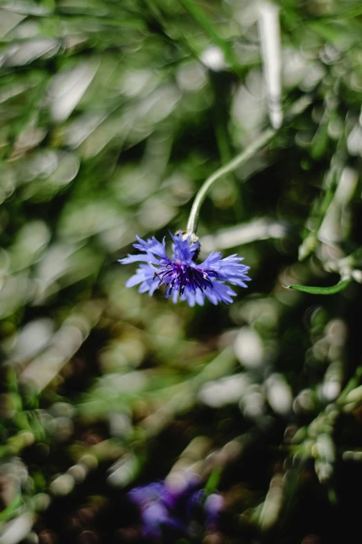 a blue flower is growing by the grass