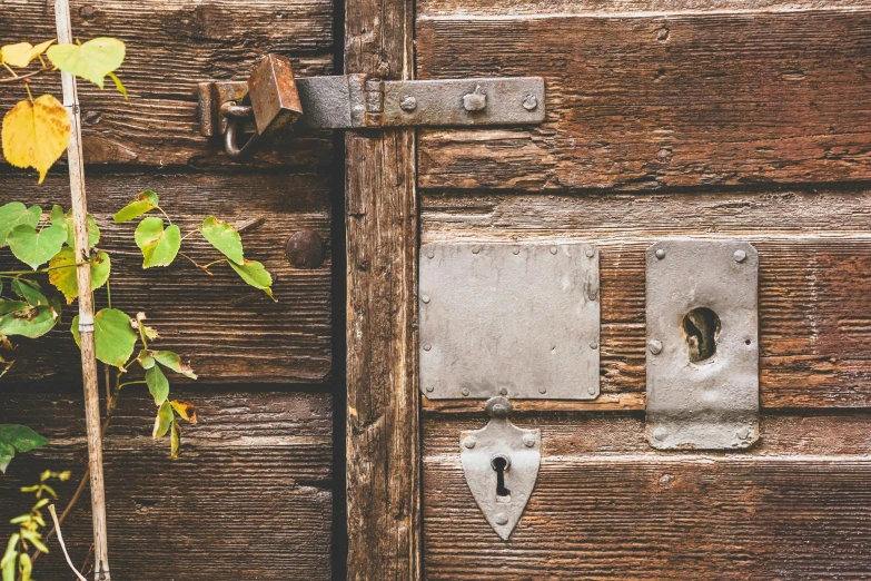 a wooden door with two rusted metal padlocks and a vine growing outside of it