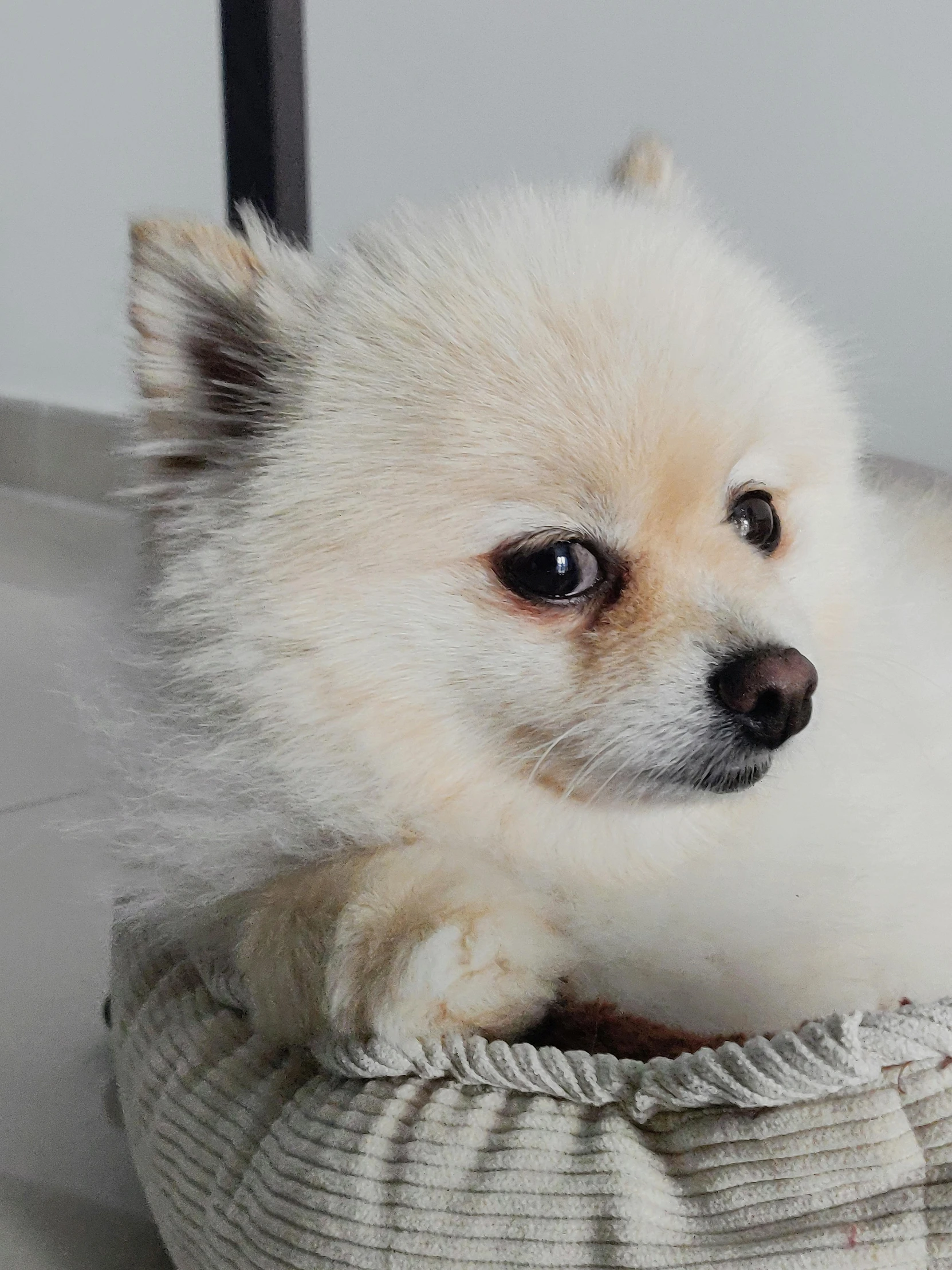 a small white dog sitting in a basket