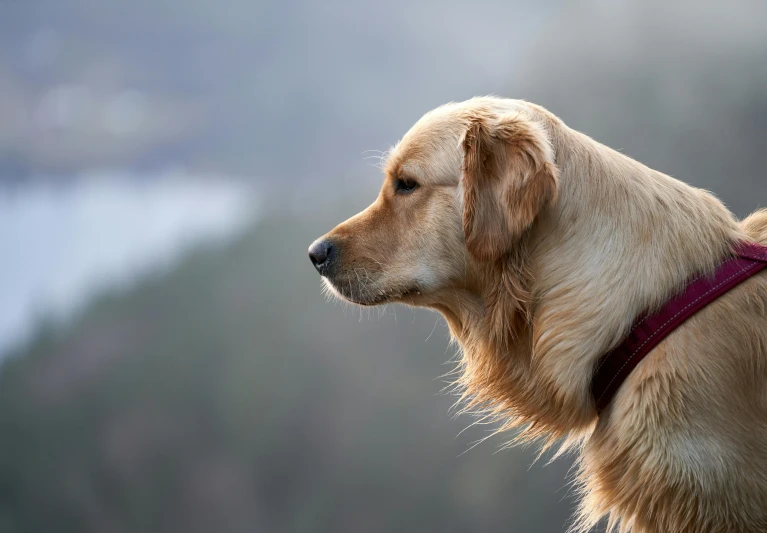 an image of a dog with a brown head