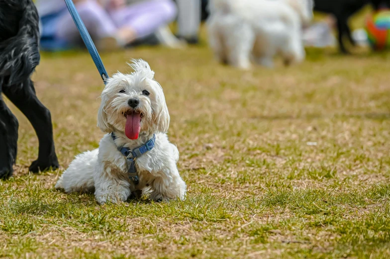 a dog sits on the grass with its tongue out