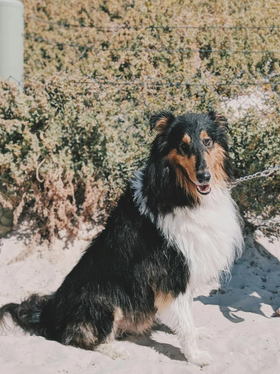 a large dog tied to a metal pole