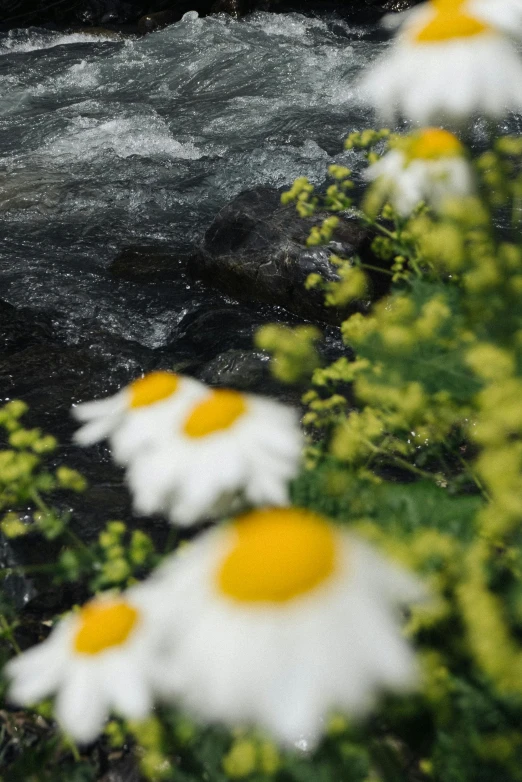 the flowers are sitting in the grass by a river