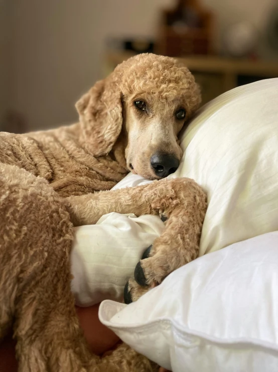 a dog laying on a pillow on the bed