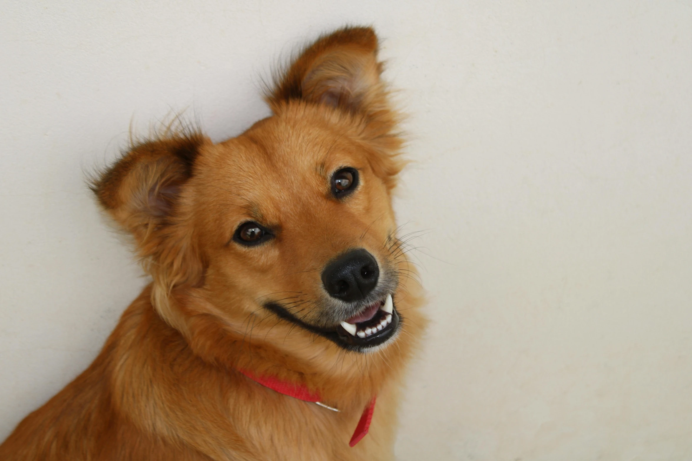 the close up view of a dog's face