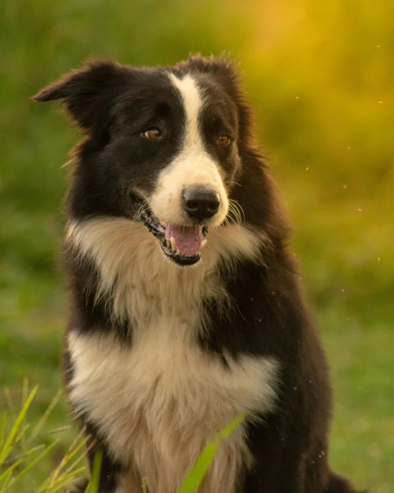 a black and white dog sitting in the grass