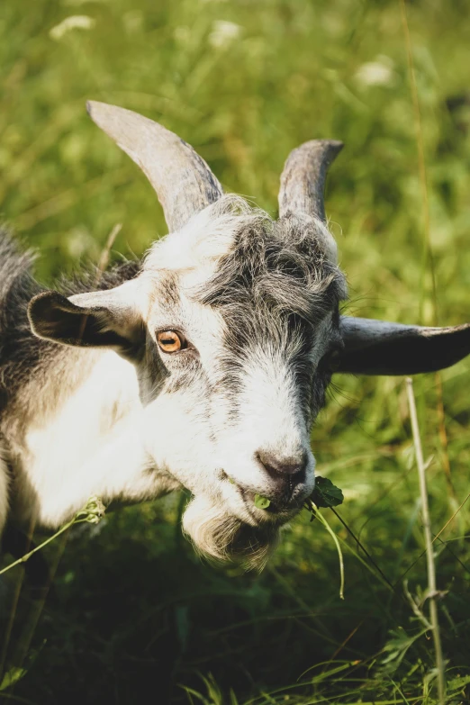 the goat is eating the green grass and posing for a po