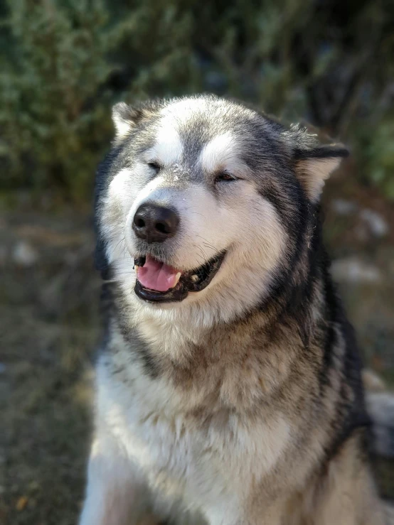 a dog is sitting down looking up with a smile on his face