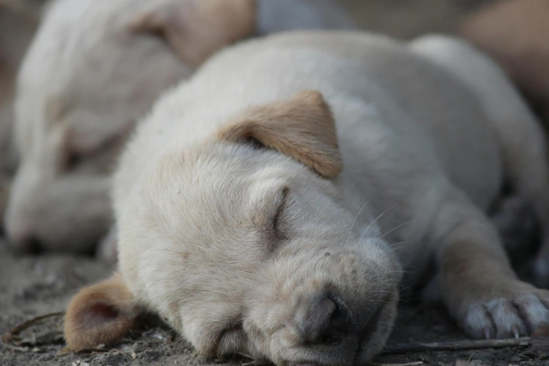 two puppies sleeping on the ground with their eyes closed