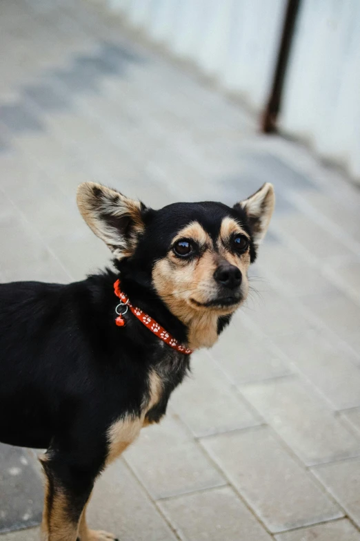 a small black and brown dog on a sidewalk