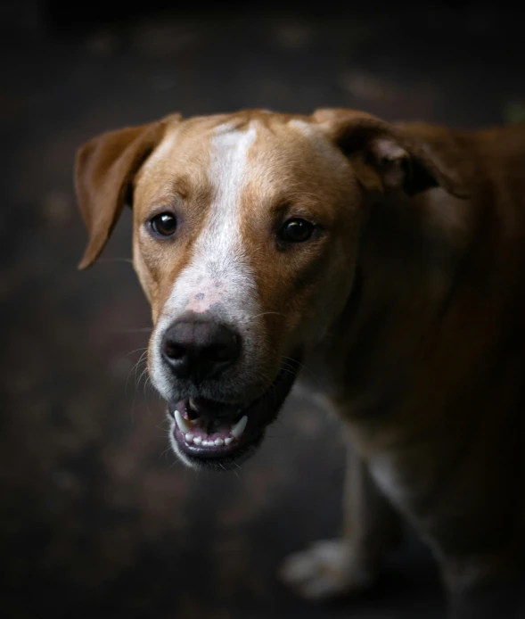 a brown dog that is looking to the side