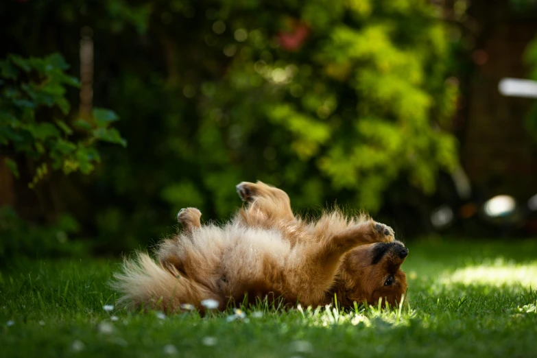 a dog rolling around in the grass with its paws spread