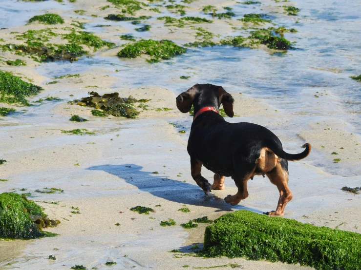 a dog walking on a sandy beach covered in sea weed