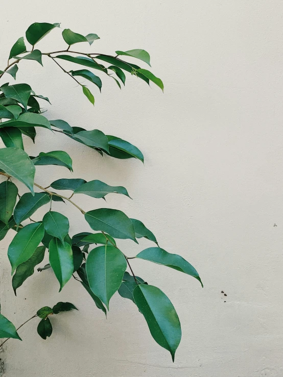 a plant on a white wall with leaves