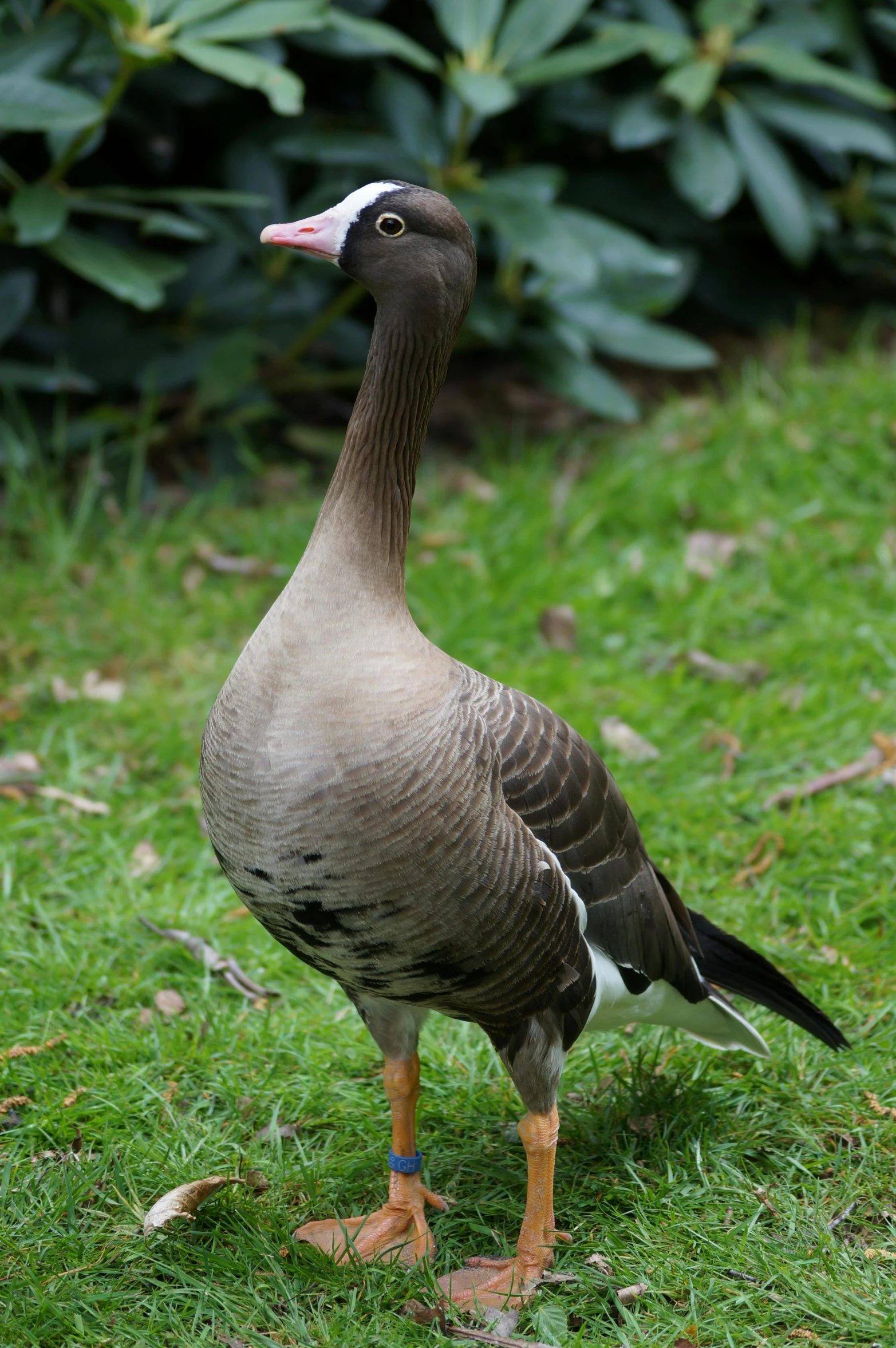 a duck standing in the grass next to a bush