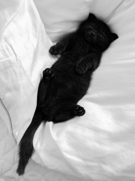 a kitten laying on top of a bed in black and white