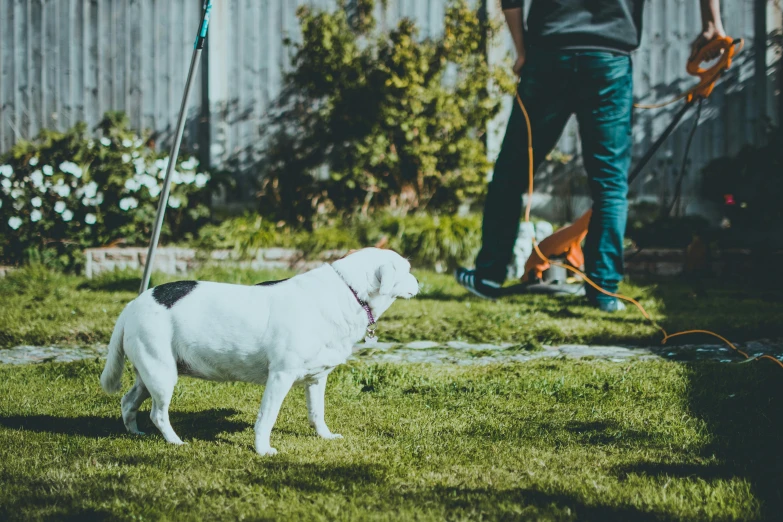 white dog standing in the yard with a person in the background