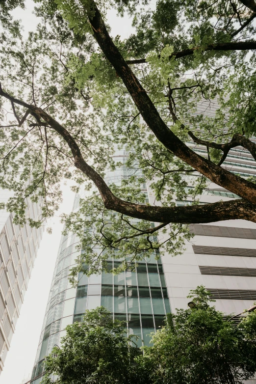 trees and buildings in the background with a blue sky in the foreground