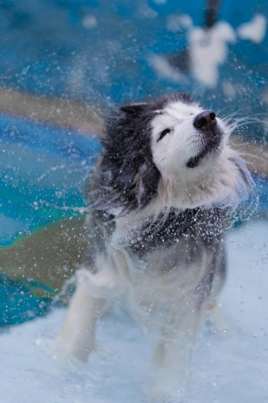 dog splashing into swimming pool with water coming out