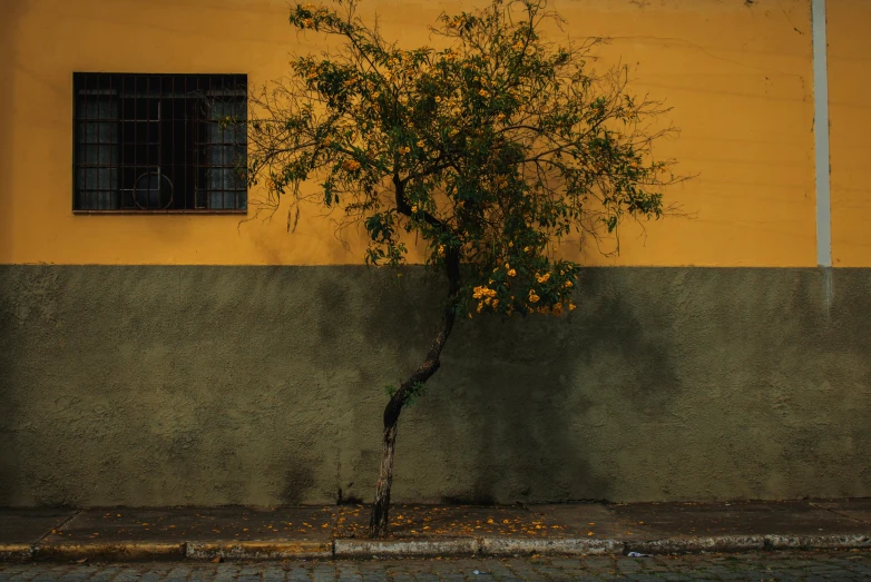 an orange tree is in front of a yellow wall