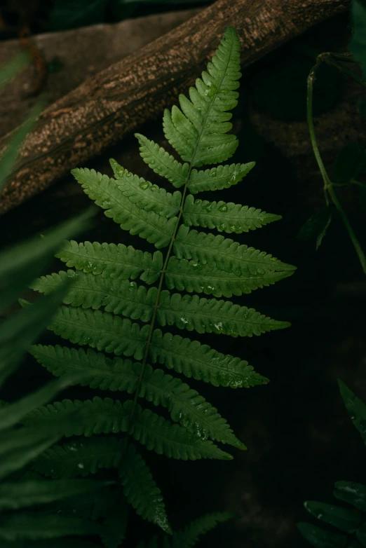 green fern leaf with small drops of water