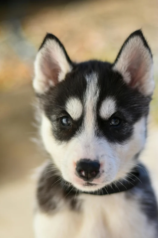 this puppy looks like he is being a siberian shepard