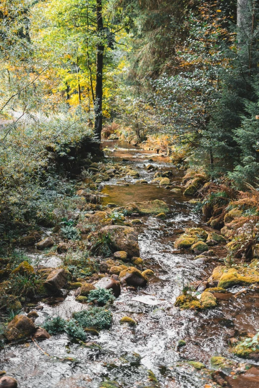 a creek that runs through a wooded area