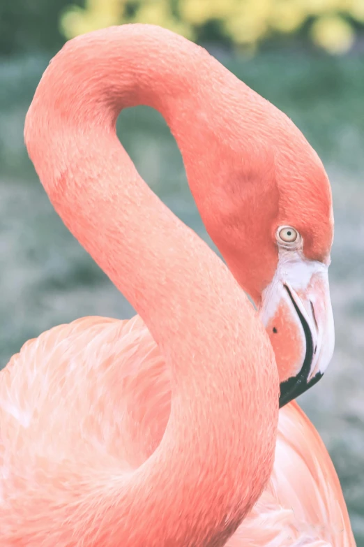 the back end of a pink flamingo with its eyes closed