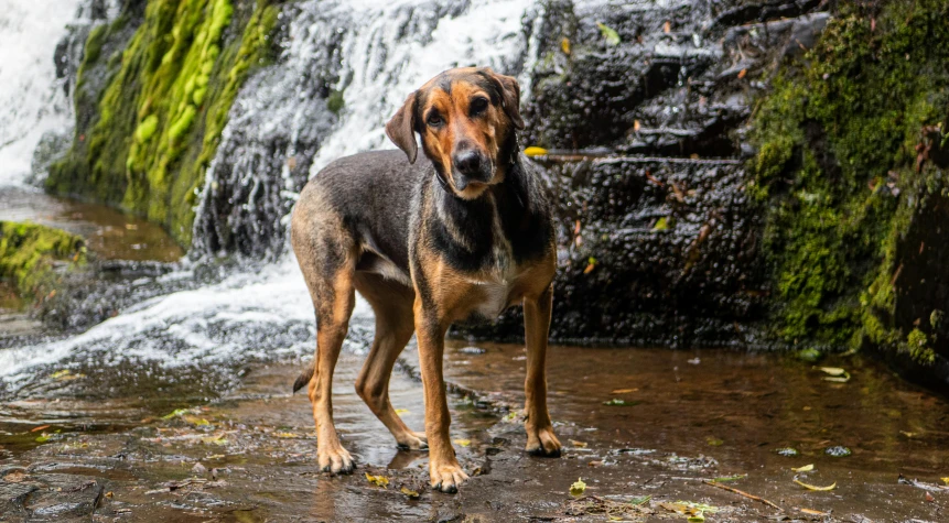 a dog stands in front of the waterfall