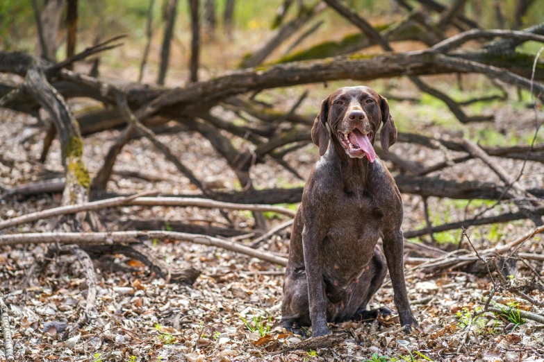 a very cute dog sitting in the leaves