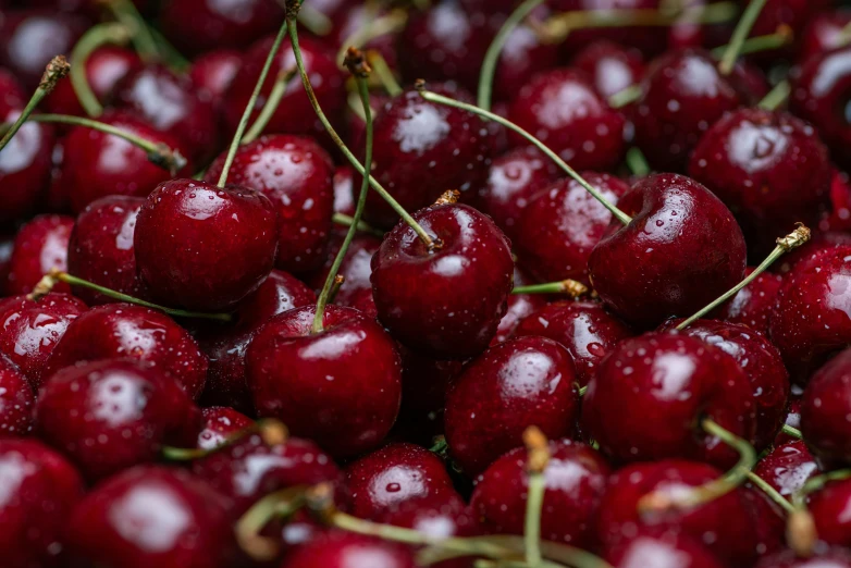 many cherries covered with water on the stems