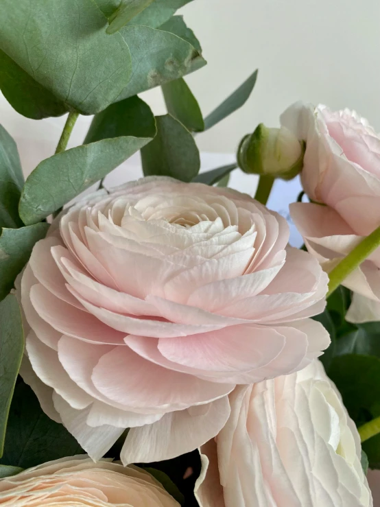 some pink flowers are close together against a wall