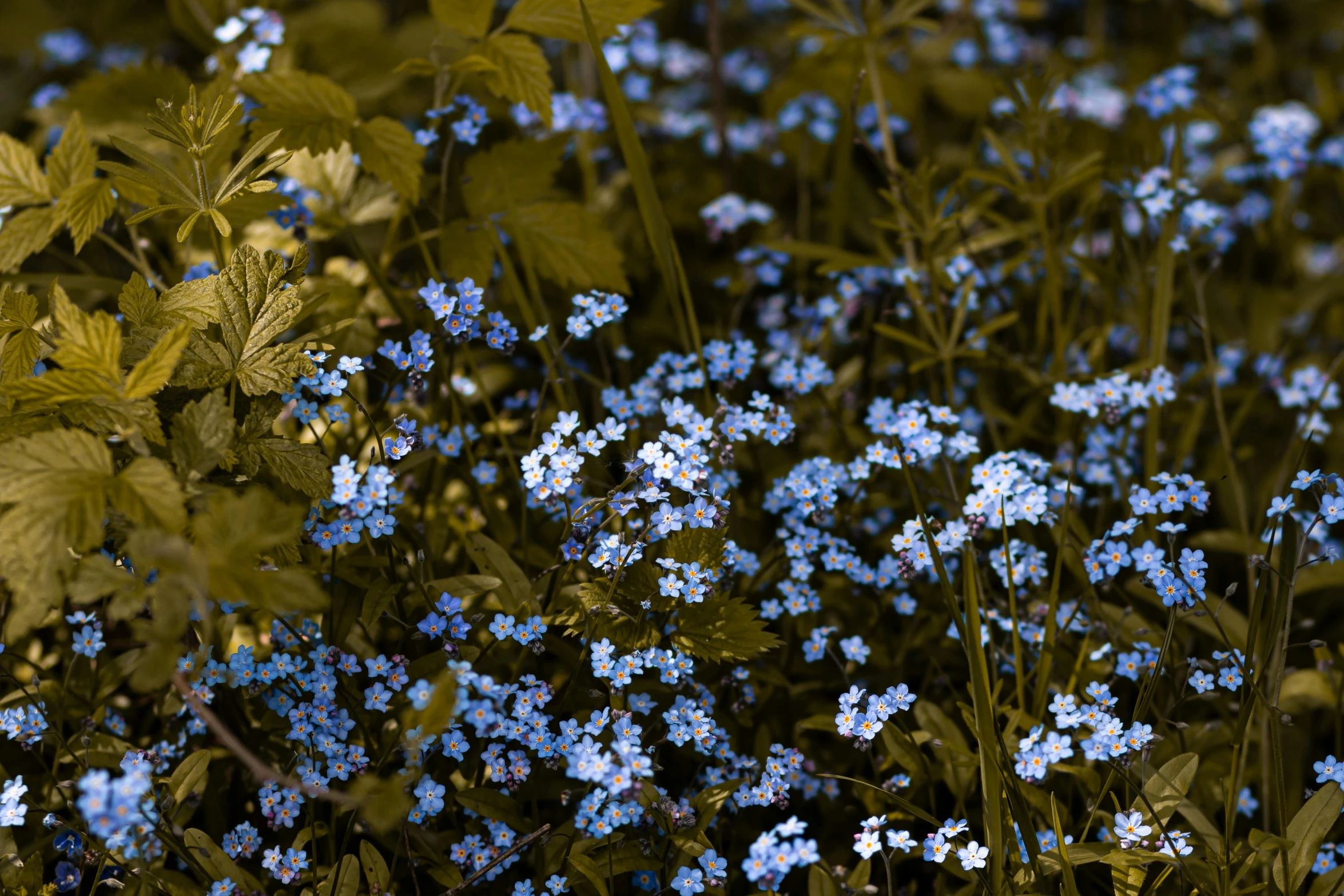 some flowers in a field are bright blue