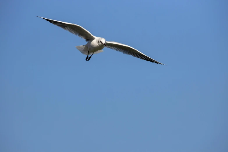 a large white seagull flying against a blue sky